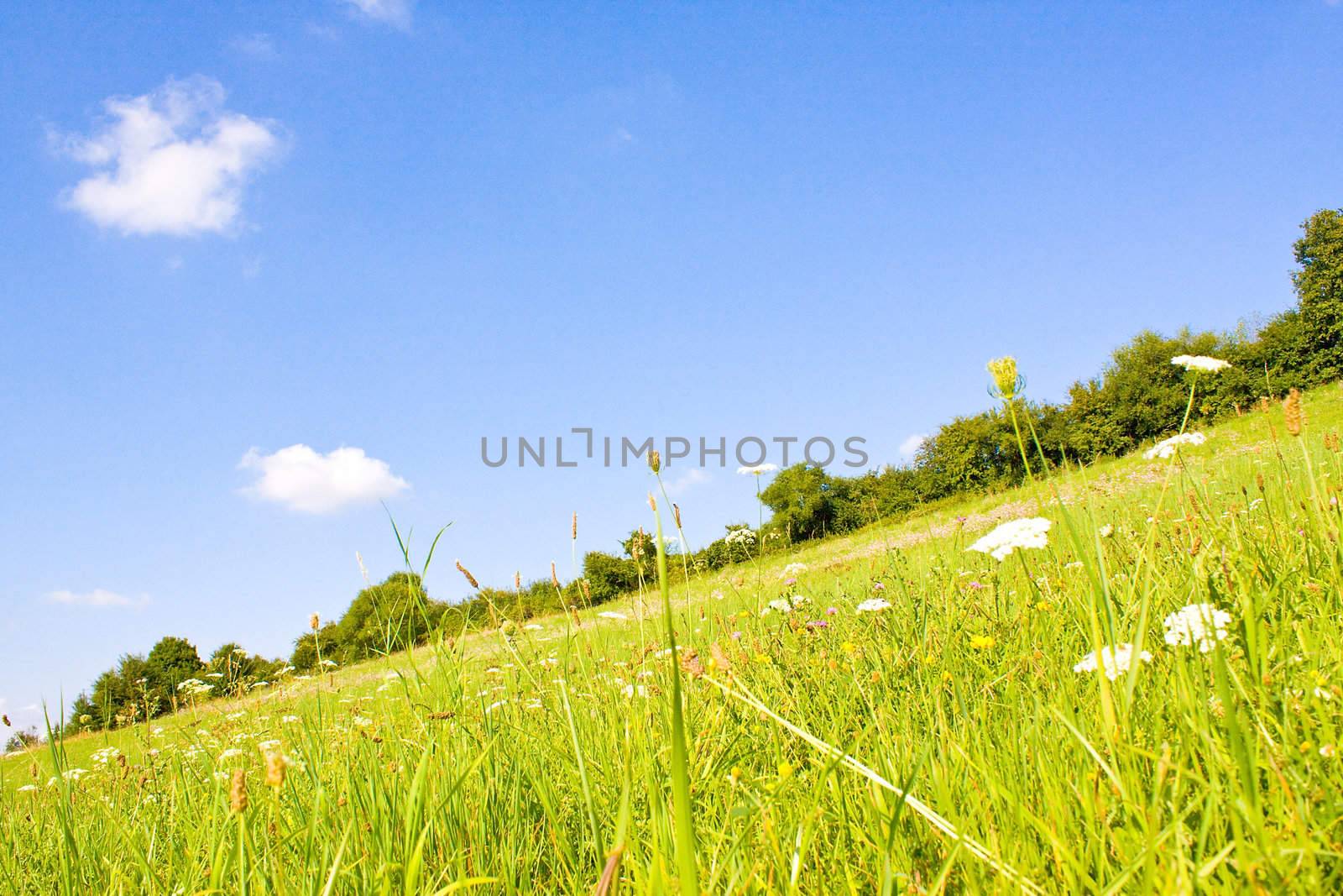 Idyllic meadow in summer by juweber