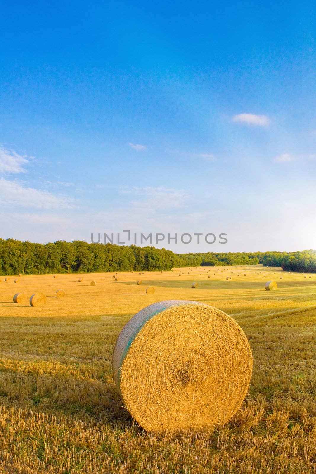 Golden field with sunlight by juweber