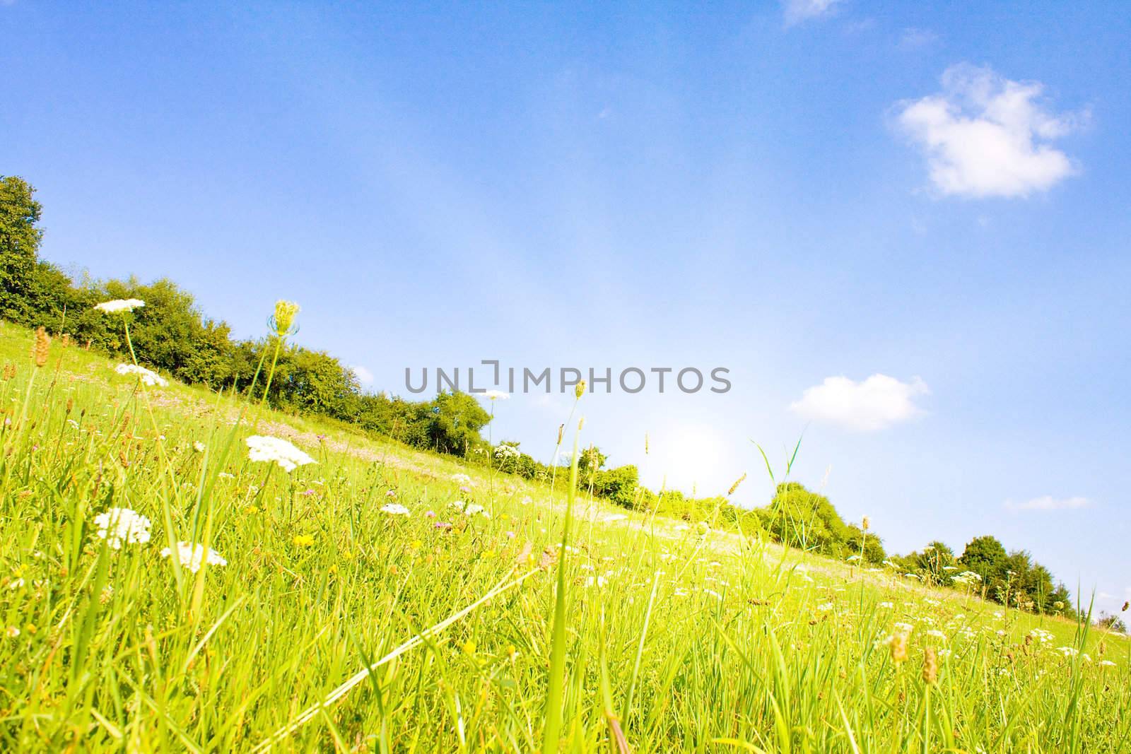 Idyllic lawn with sunlight in summer