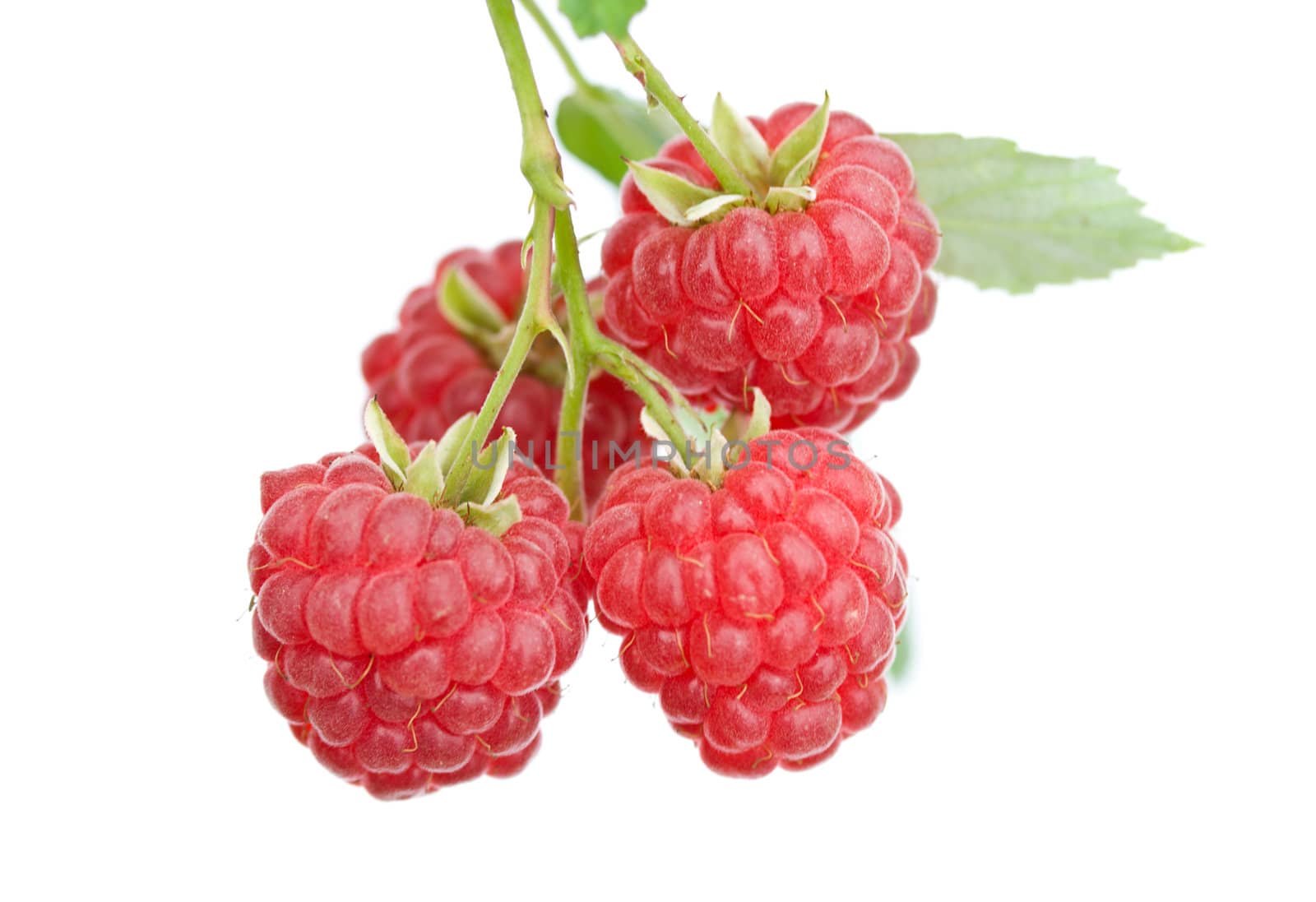 branch of ripe raspberries, isolated on white