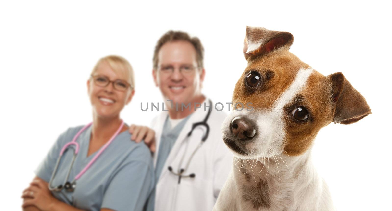 Adorable Jack Russell Terrier and Veterinarians Behind Isolated on a White Background.