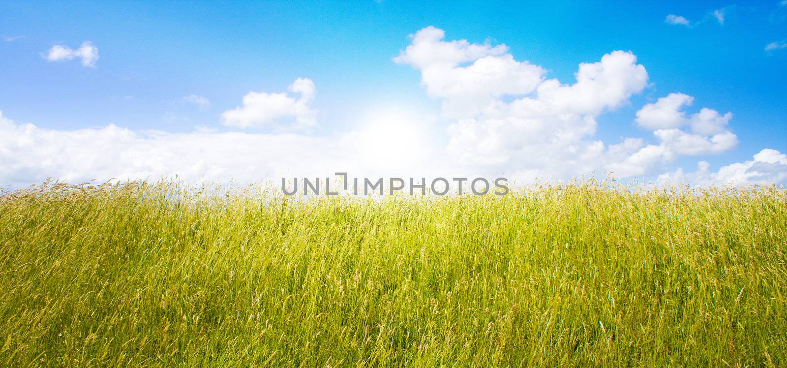 Idyllic lawn with sunlight by juweber