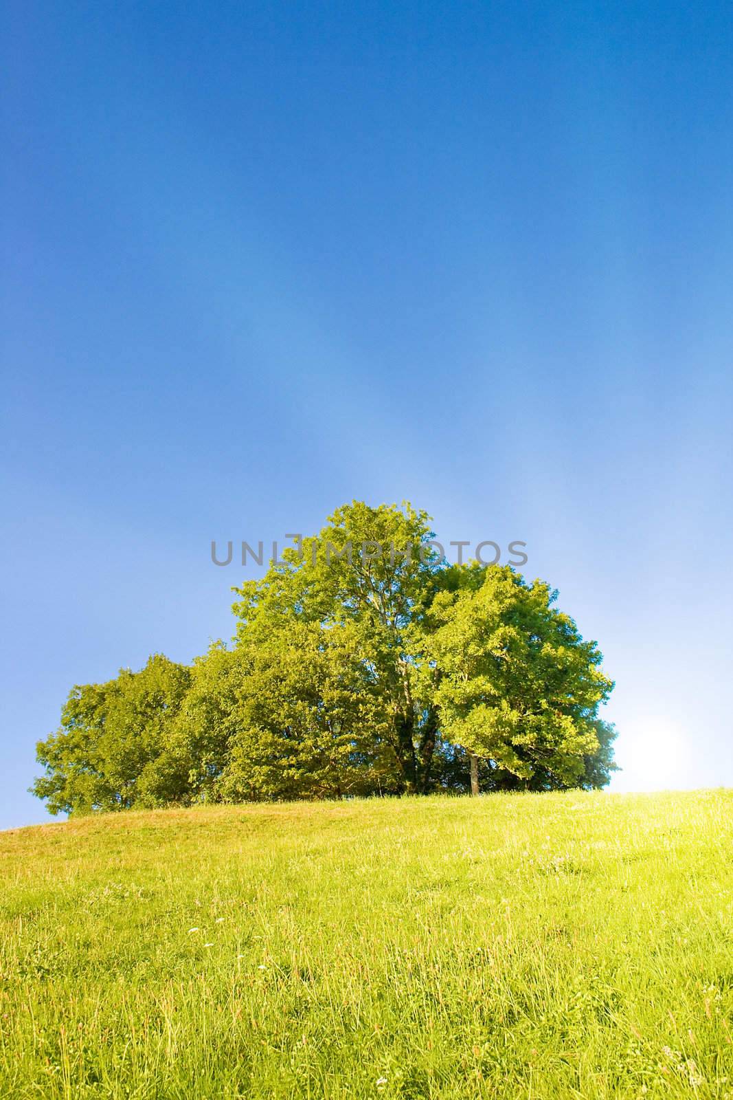 Idyllic lawn with tree in summer by juweber