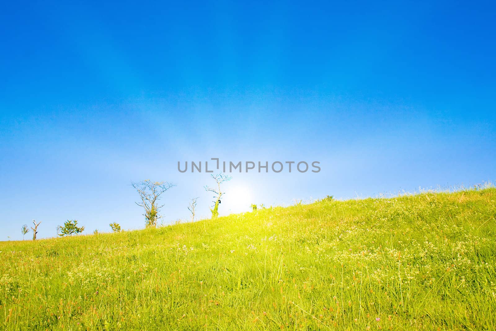 Idyllic lawn with sunlight by juweber