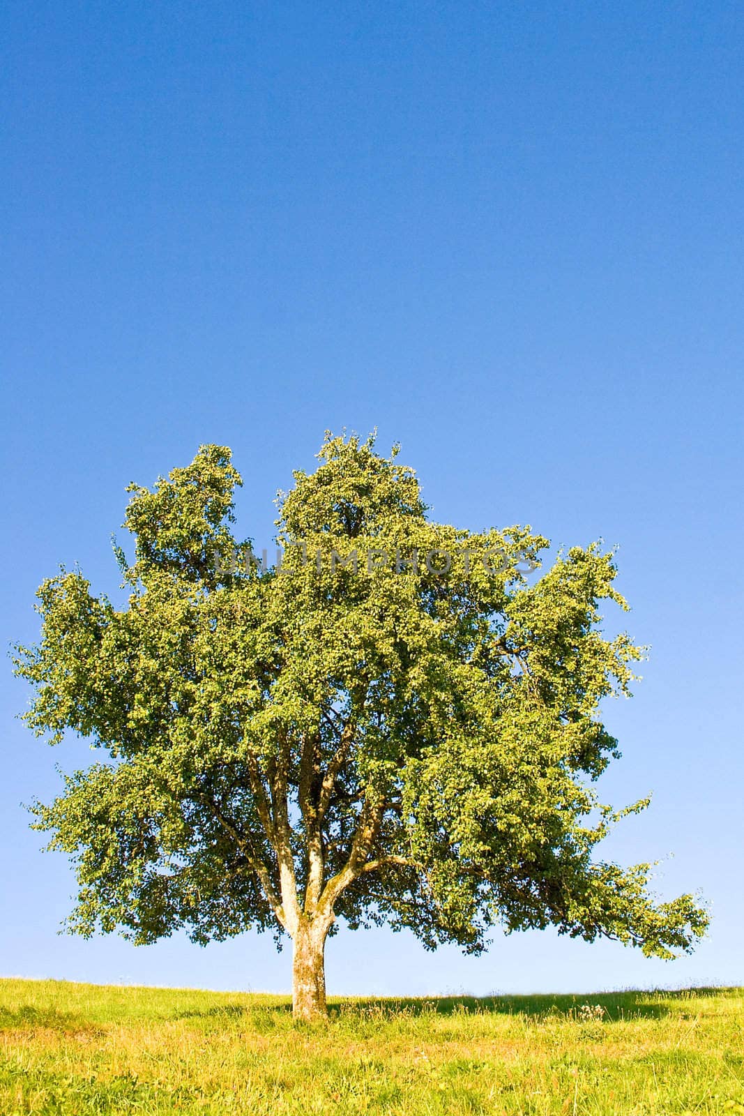 Idyllic meadow with tree by juweber