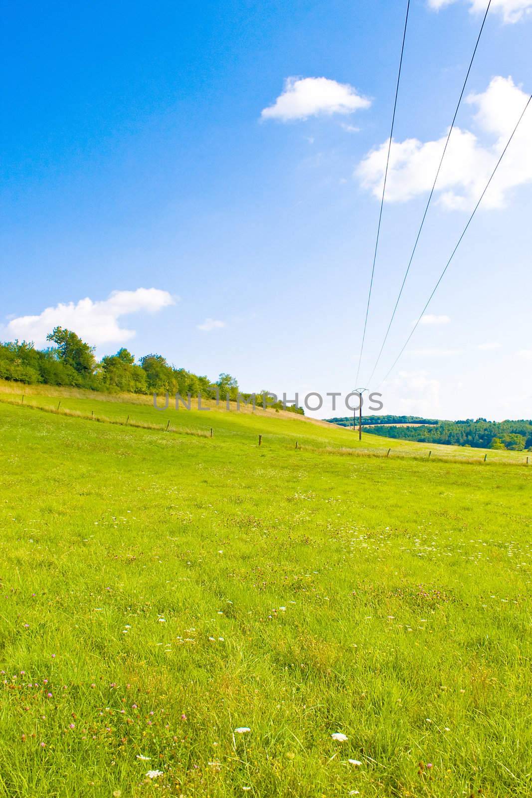 Idyllic meadow in summer