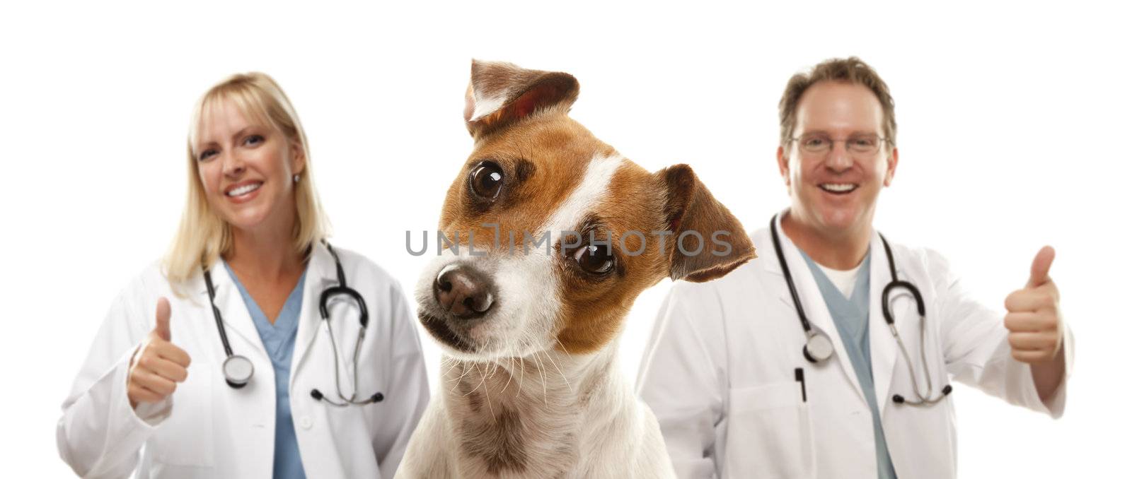 Jack Russell Terrier and Veterinarians Behind by Feverpitched