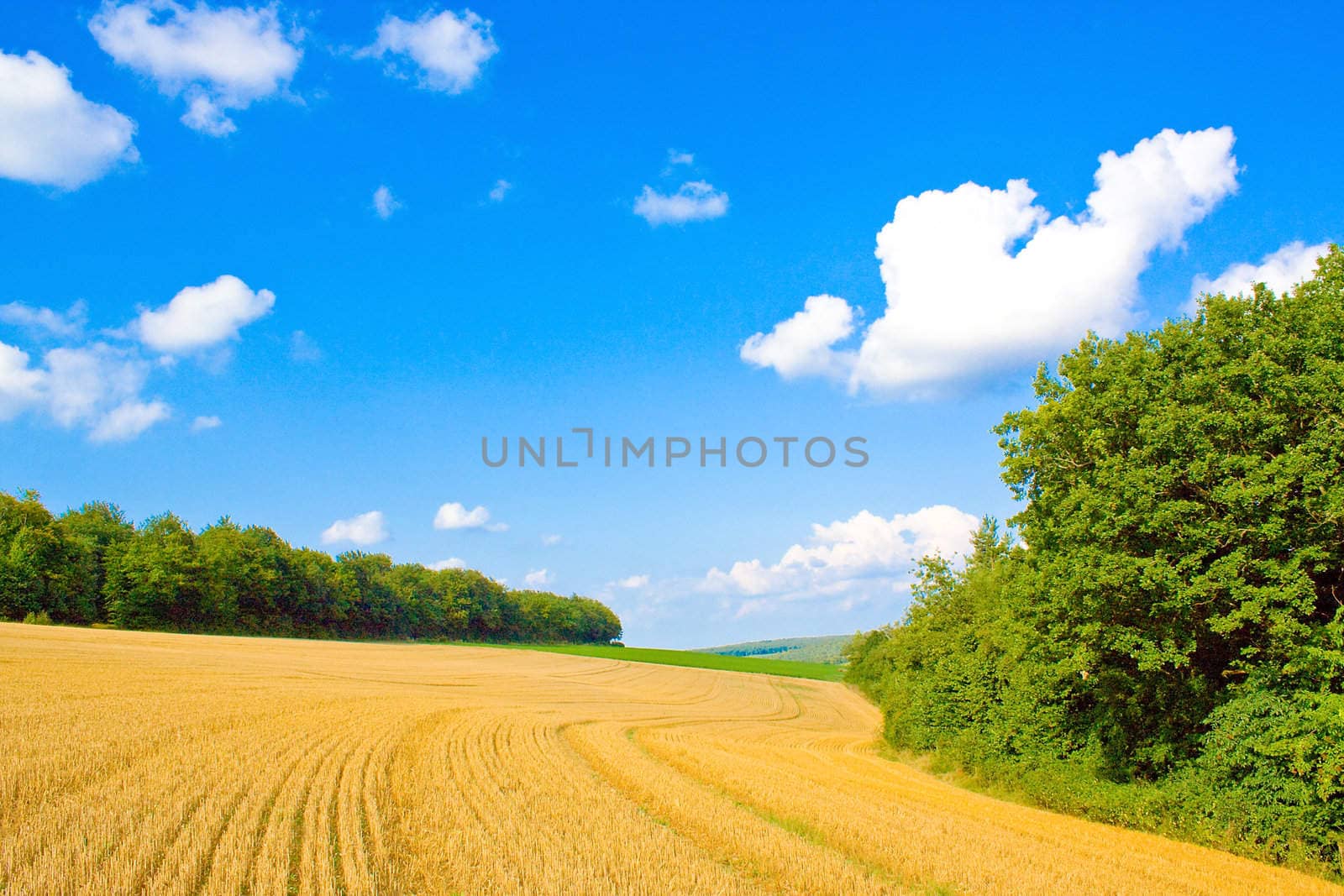 Golden field by juweber