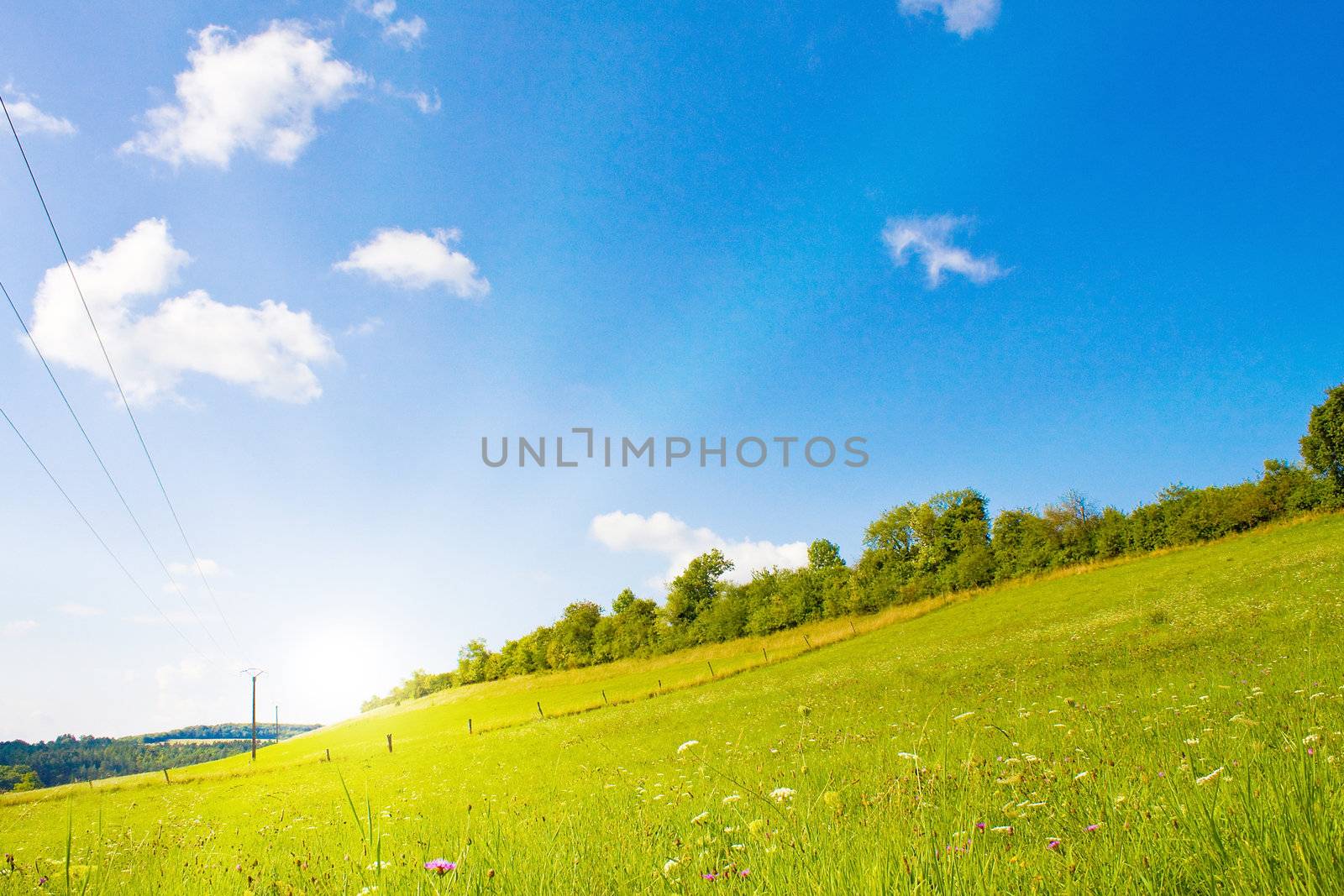 Idyllic lawn with sunlight in summer