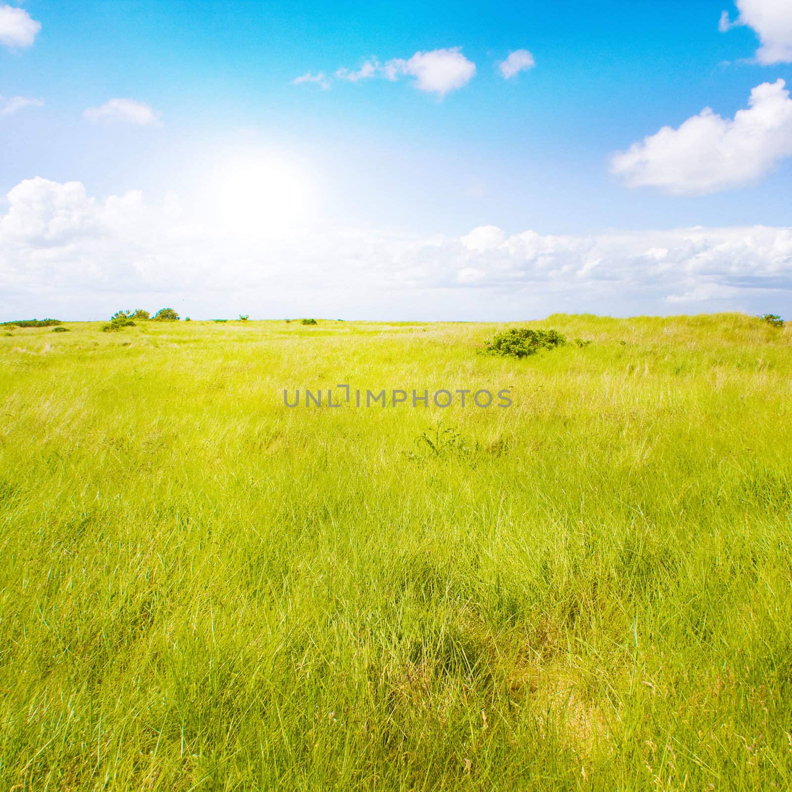 Idyllic lawn with sunlight by juweber