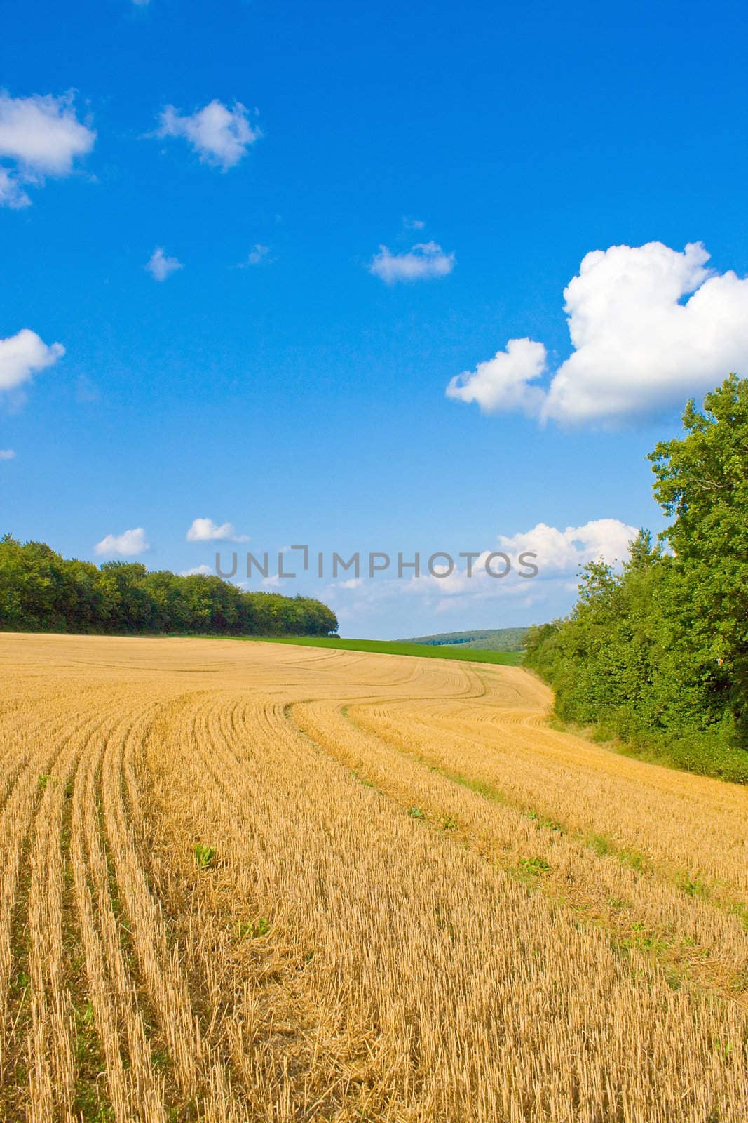 Golden field