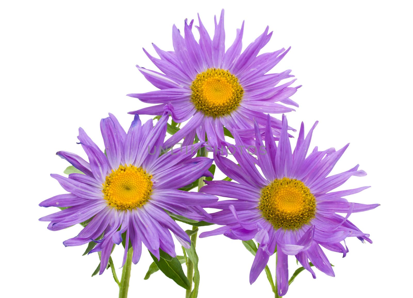 close-up three violet asters, isolated on white