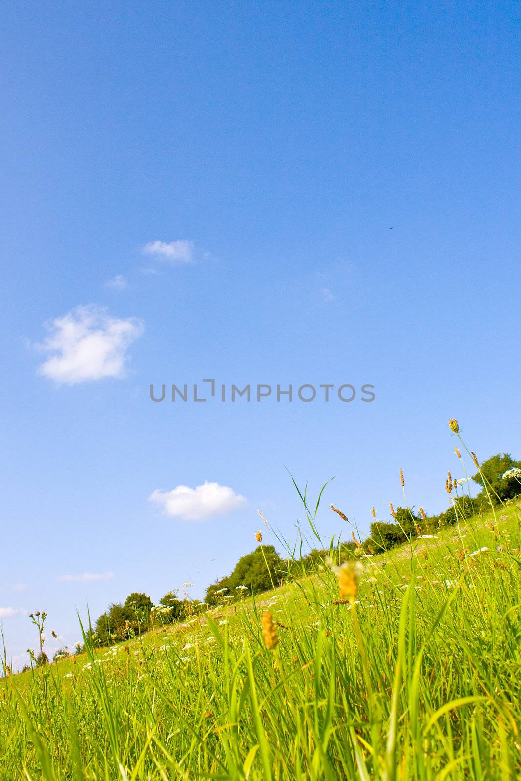 Idyllic meadow in summer