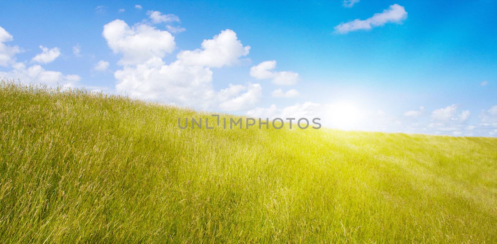 Idyllic lawn with sunlight by juweber