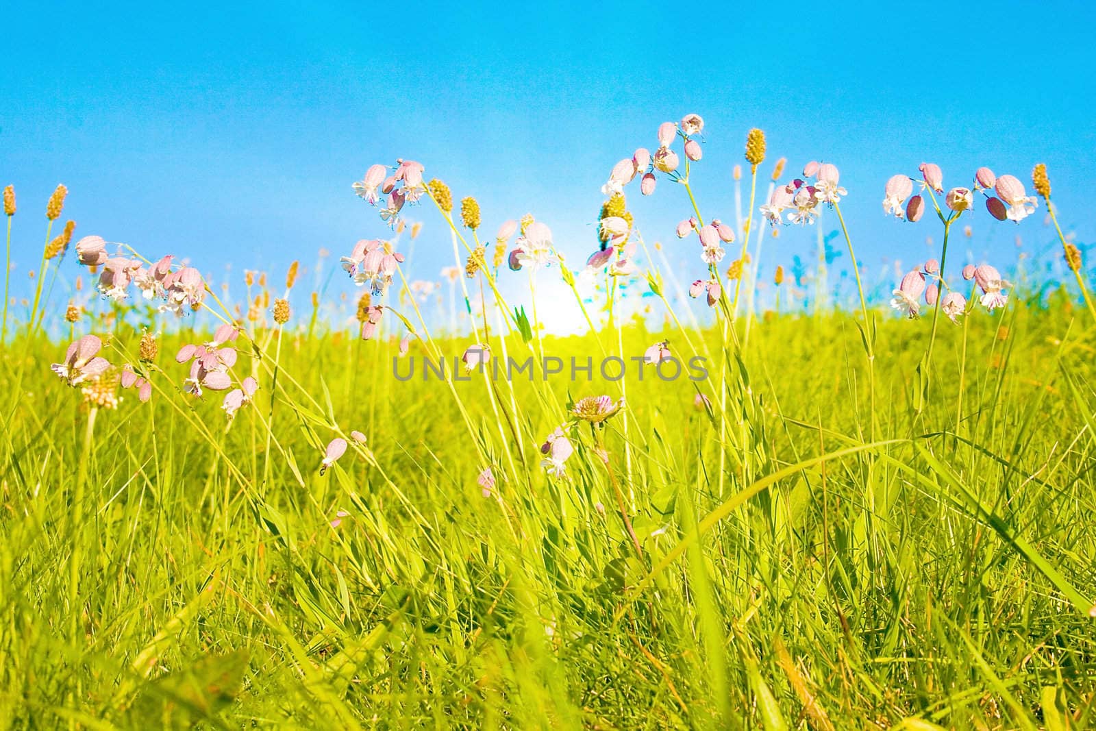 Idyllic lawn with sunlight