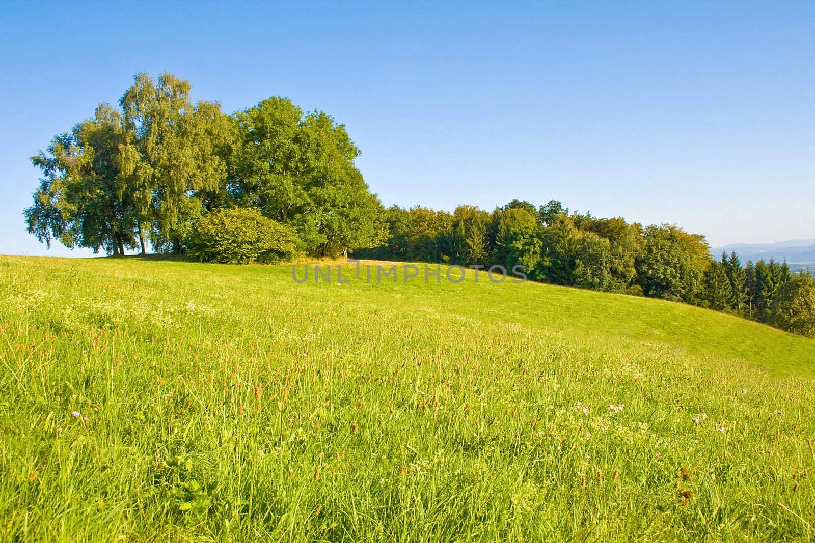 Idyllic meadow with tree