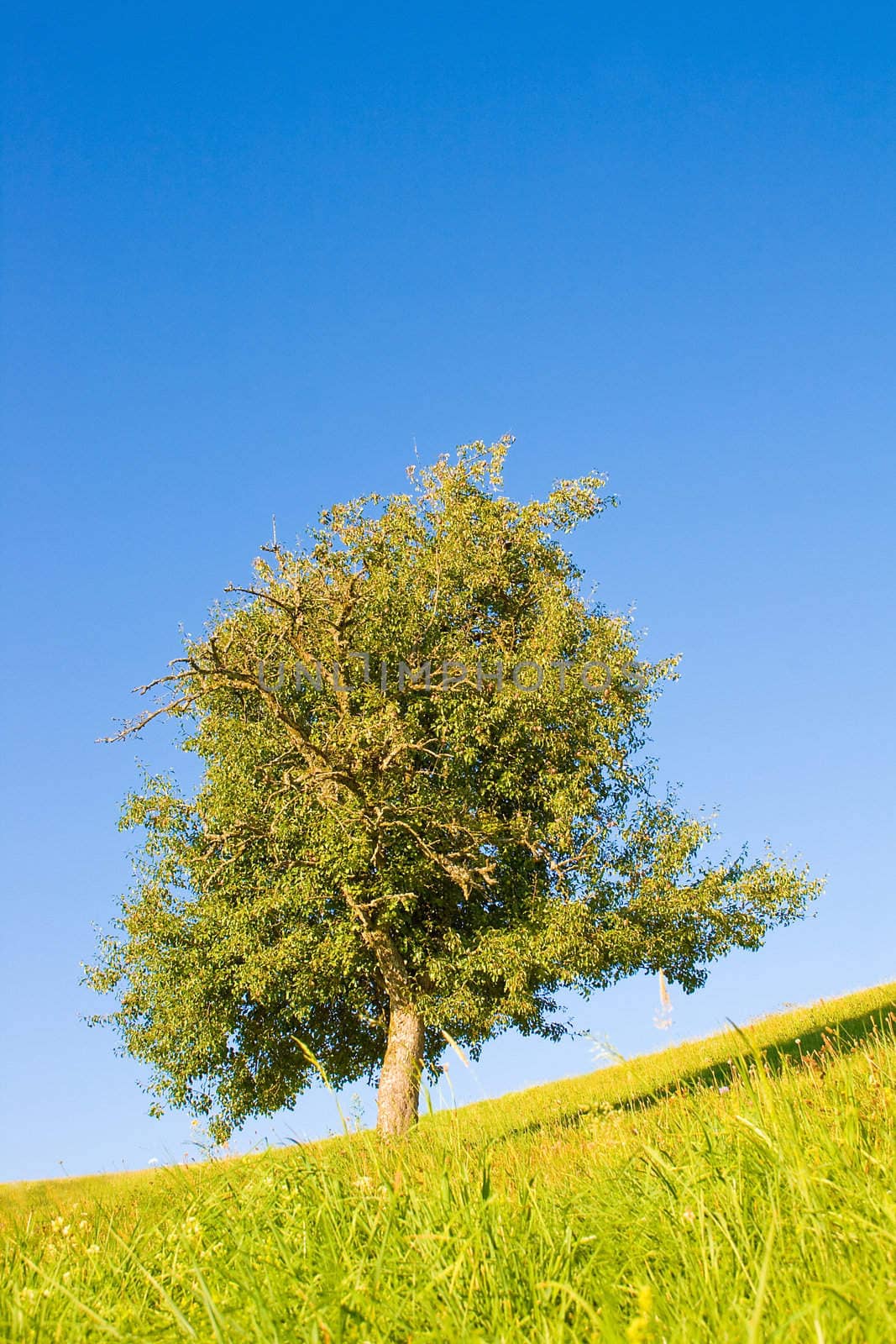 Idyllic meadow with tree