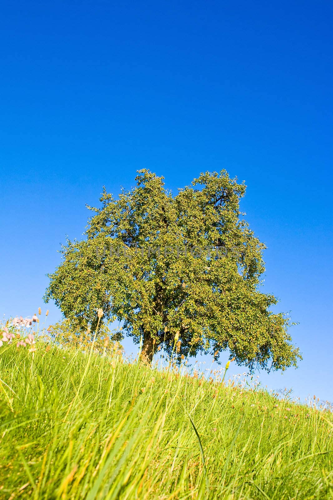 Idyllic meadow with tree