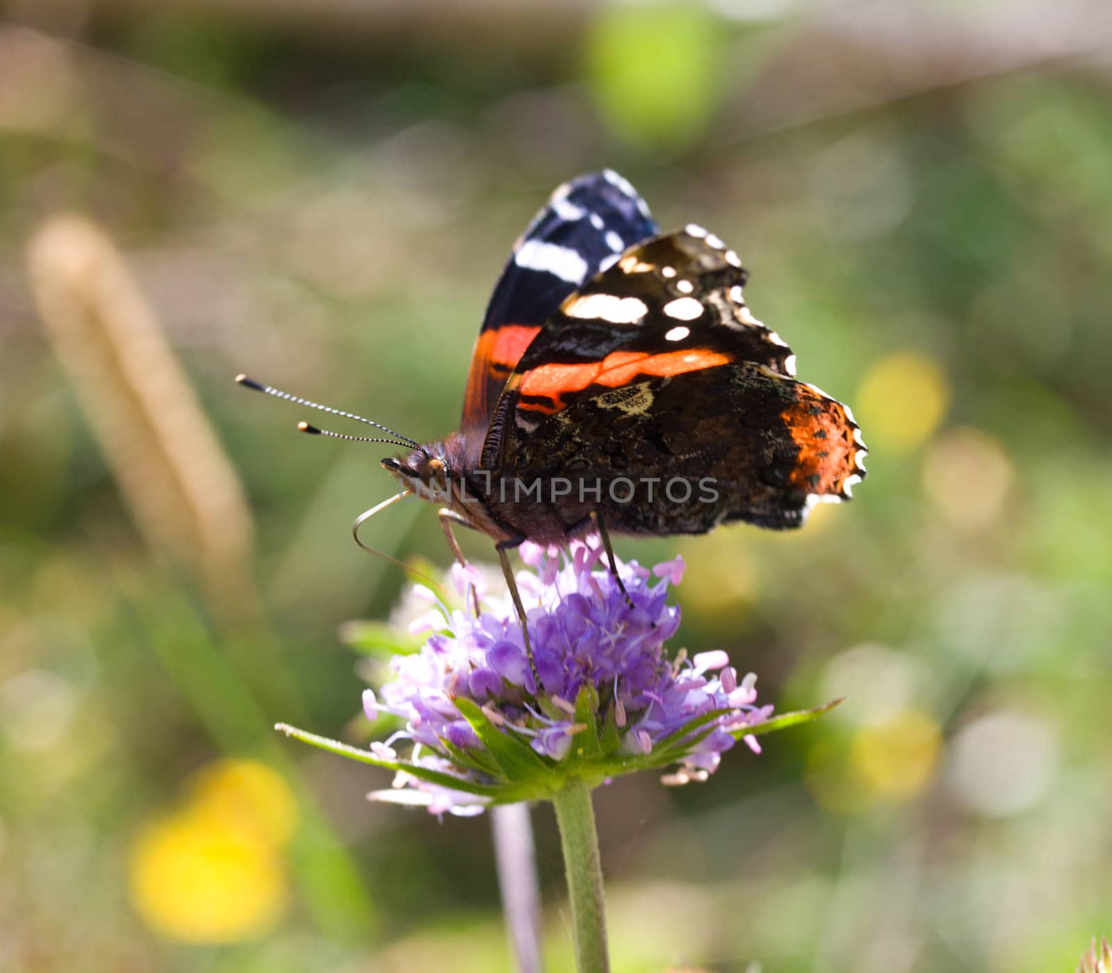 painted lady butterfly on flower by Alekcey