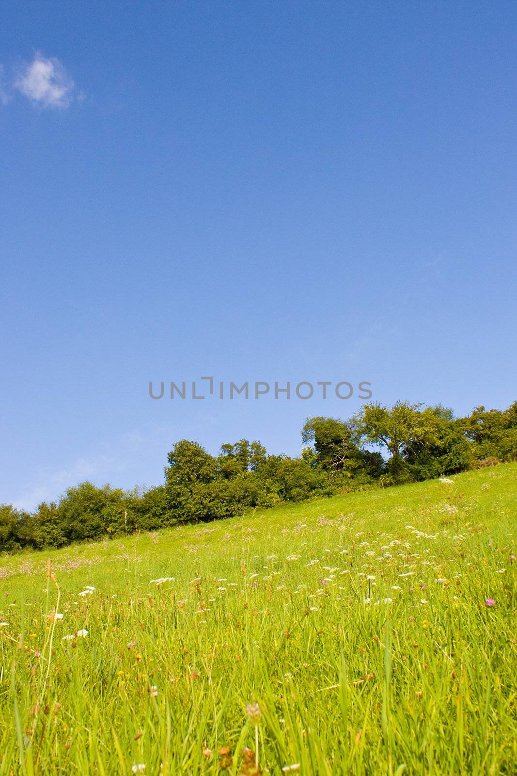 Idyllic meadow in summer by juweber