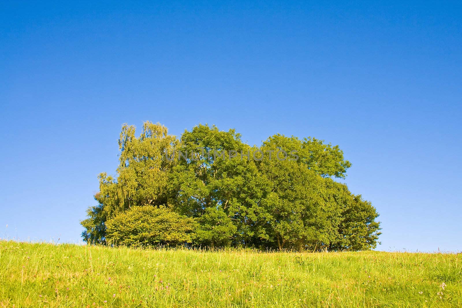 Idyllic meadow with tree