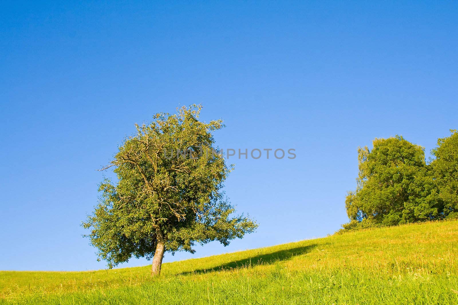 Idyllic meadow with tree