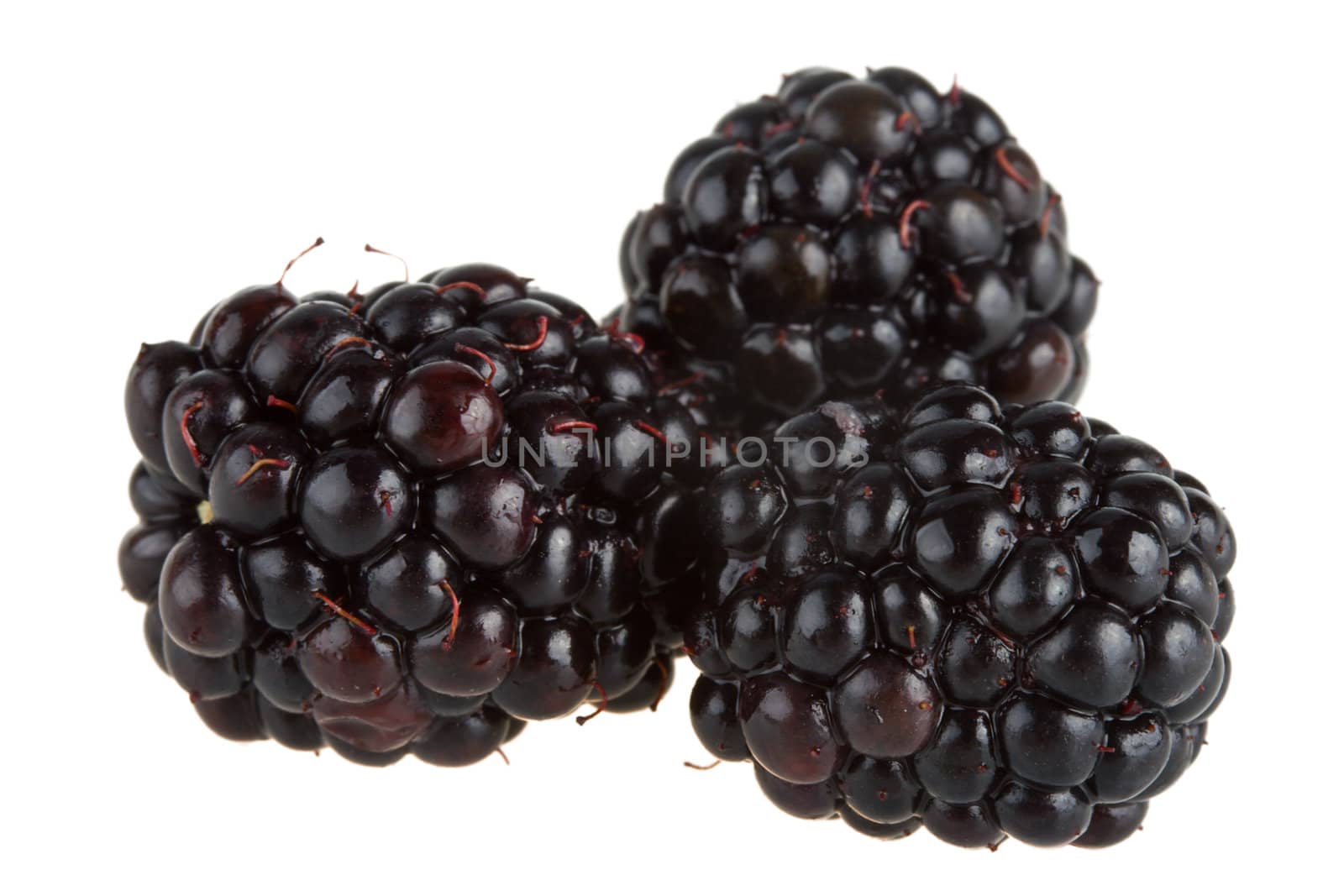 close-up three ripe  blackberries, isolated on white