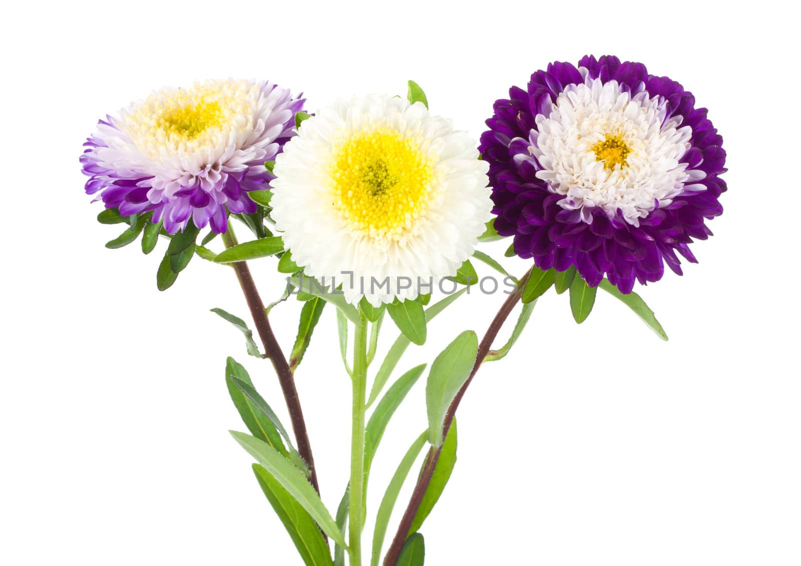 three violet-white asters by Alekcey