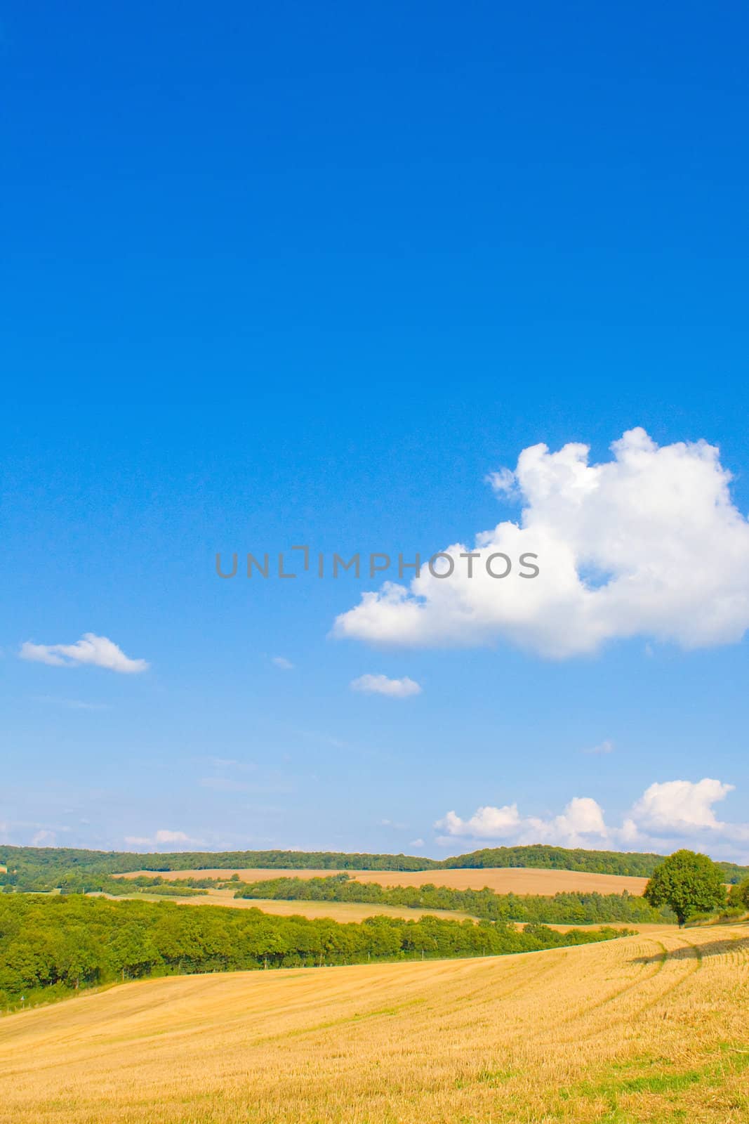 Golden field by juweber