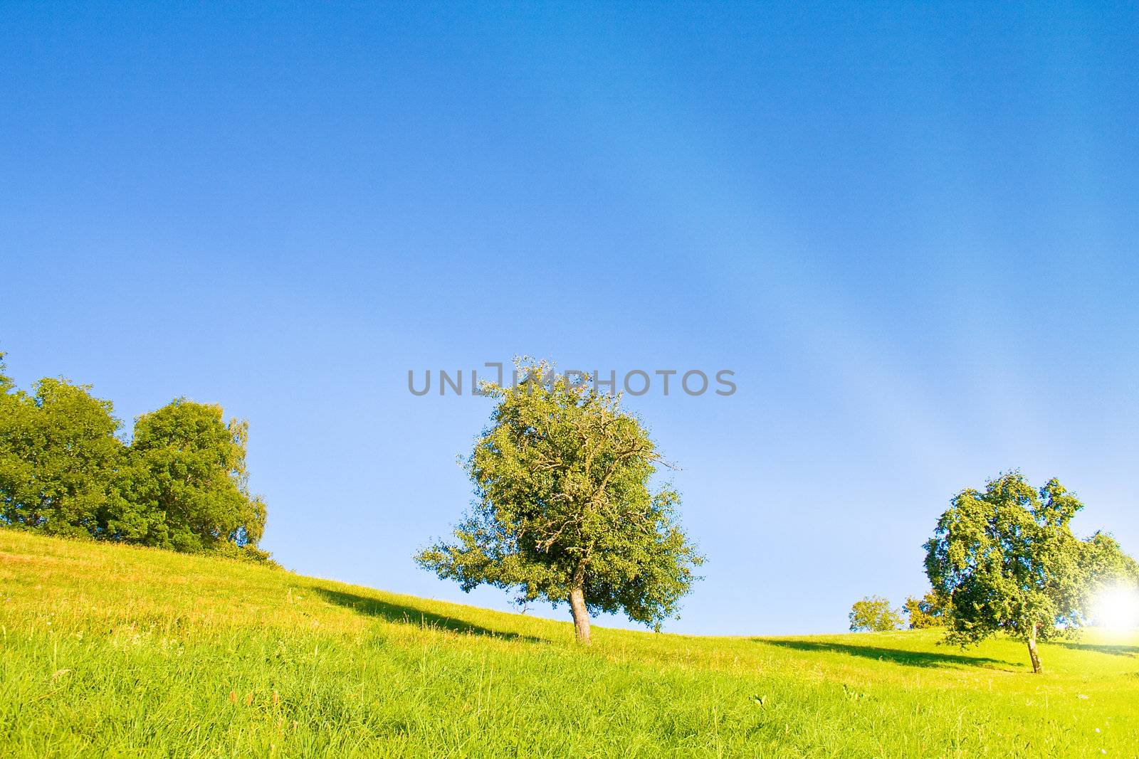 Idyllic lawn with sunlight in summer by juweber