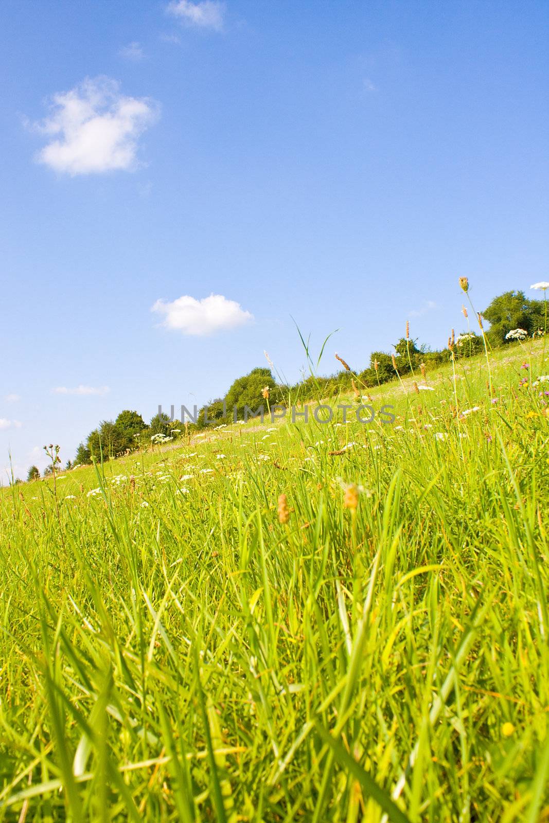 Idyllic meadow in summer by juweber