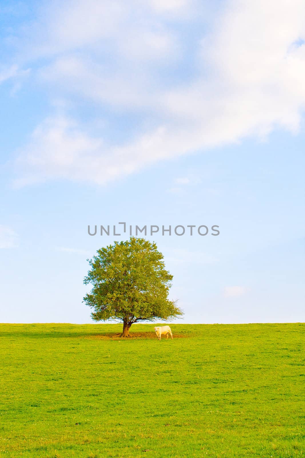 Idyllic meadow with tree