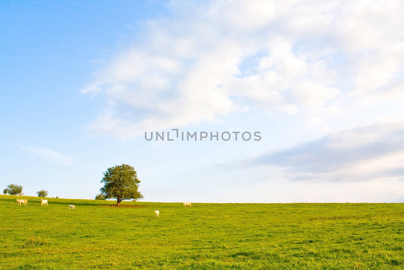 Idyllic meadow with tree