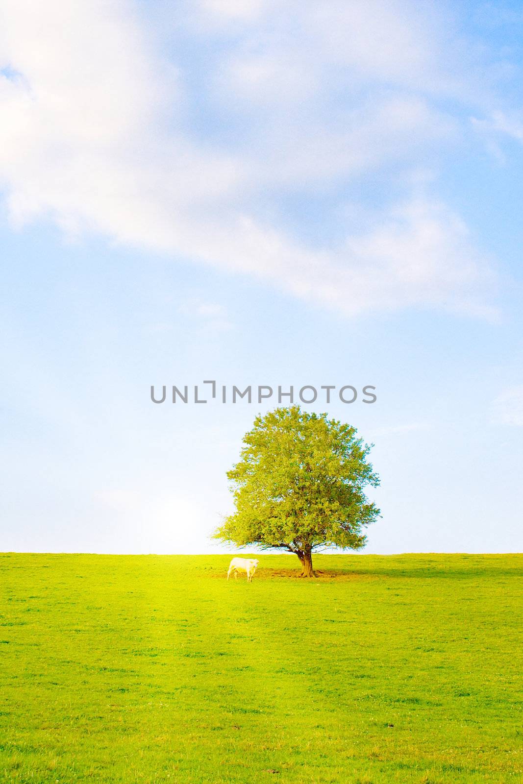 Idyllic lawn with tree in summer