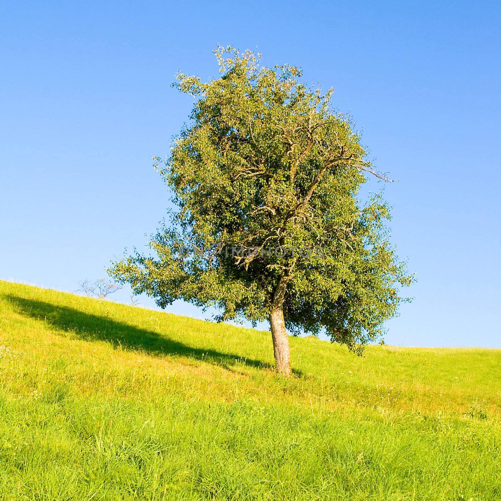 Idyllic meadow with tree