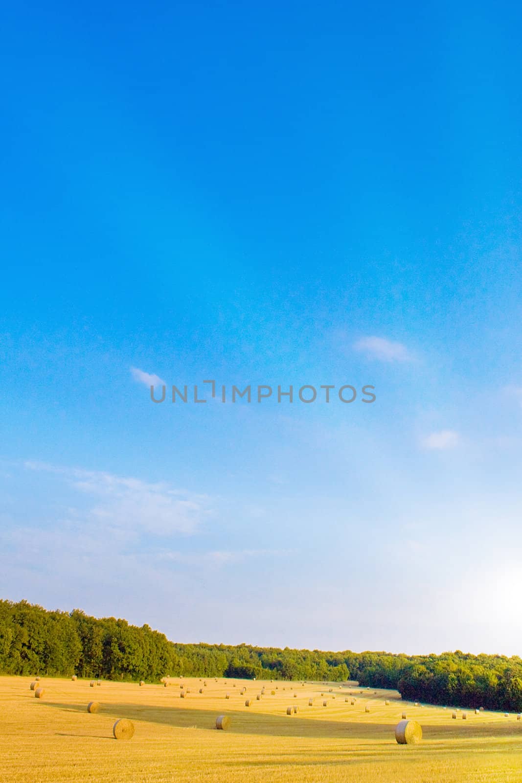 Golden field with sunlight by juweber