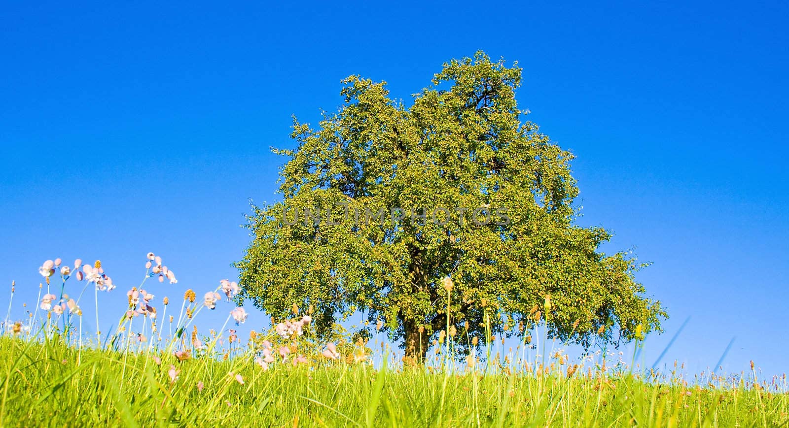 Idyllic meadow with tree by juweber