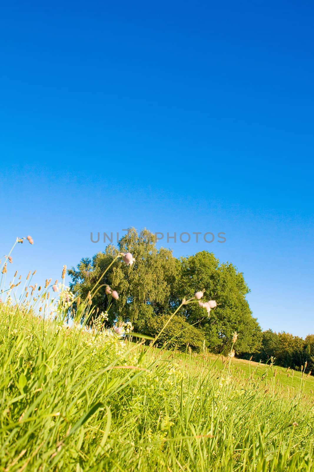 Idyllic meadow with tree