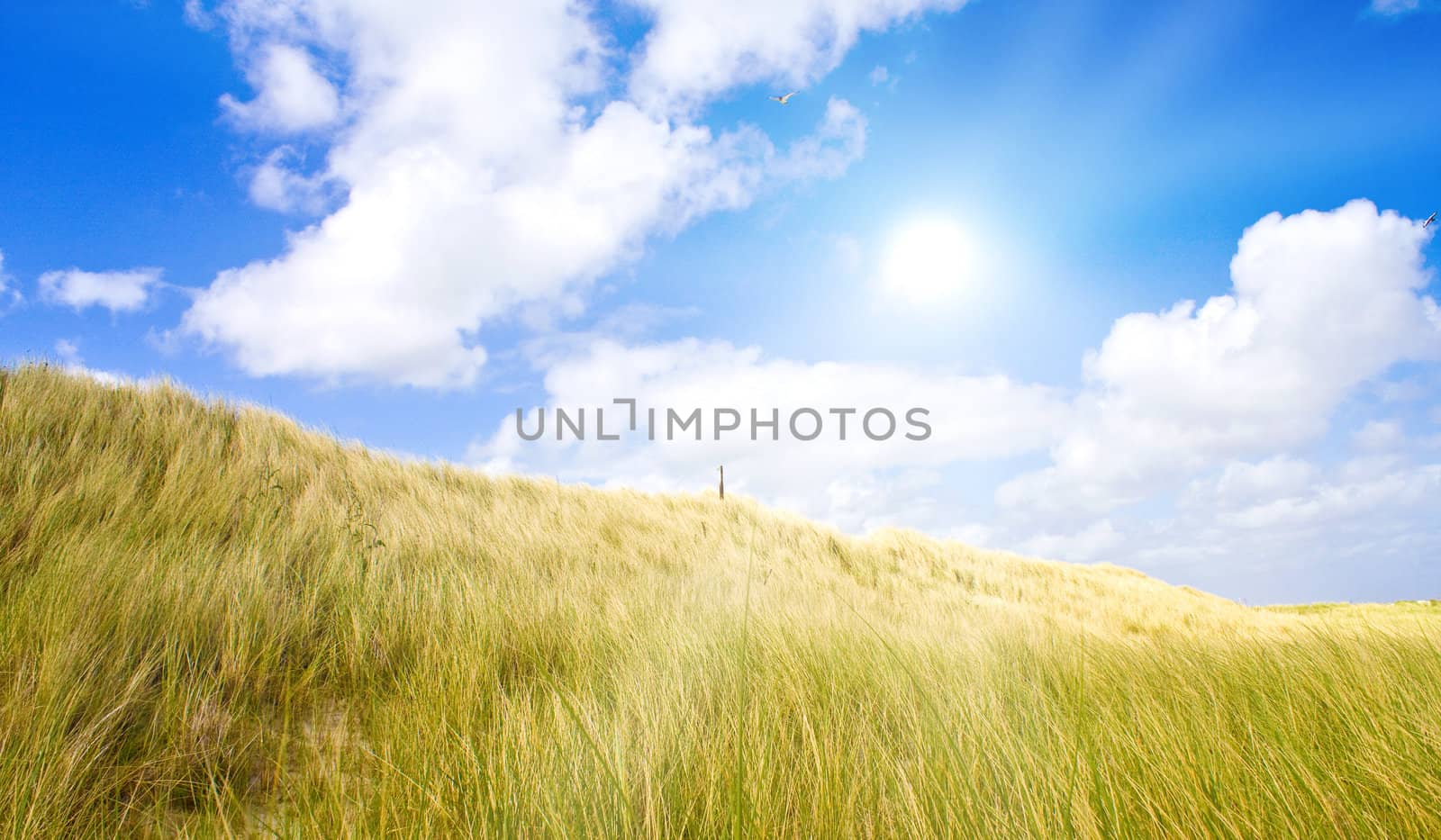 Idyllic dunes with sunlight