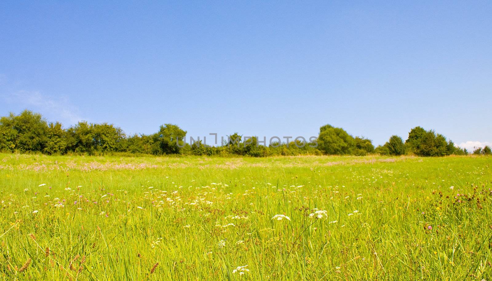 Idyllic meadow in summer