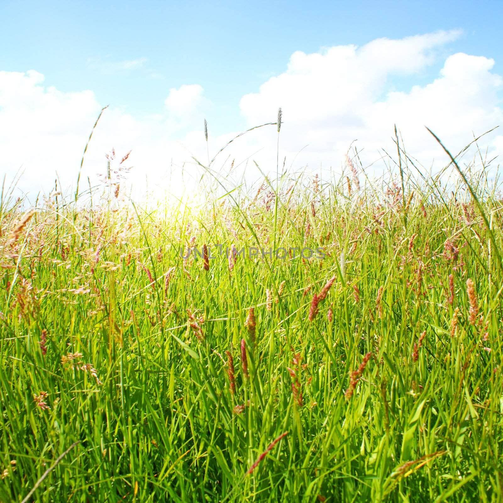 Idyllic lawn with sunlight by juweber