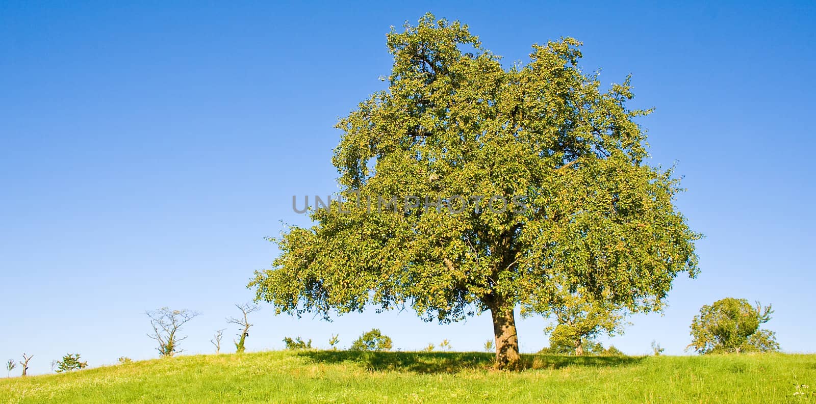 Idyllic meadow with tree