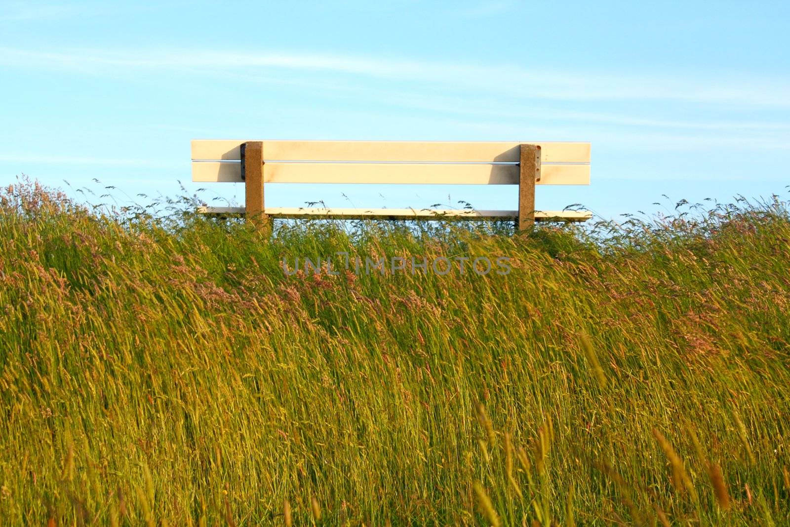 Idyllic lawn with bench