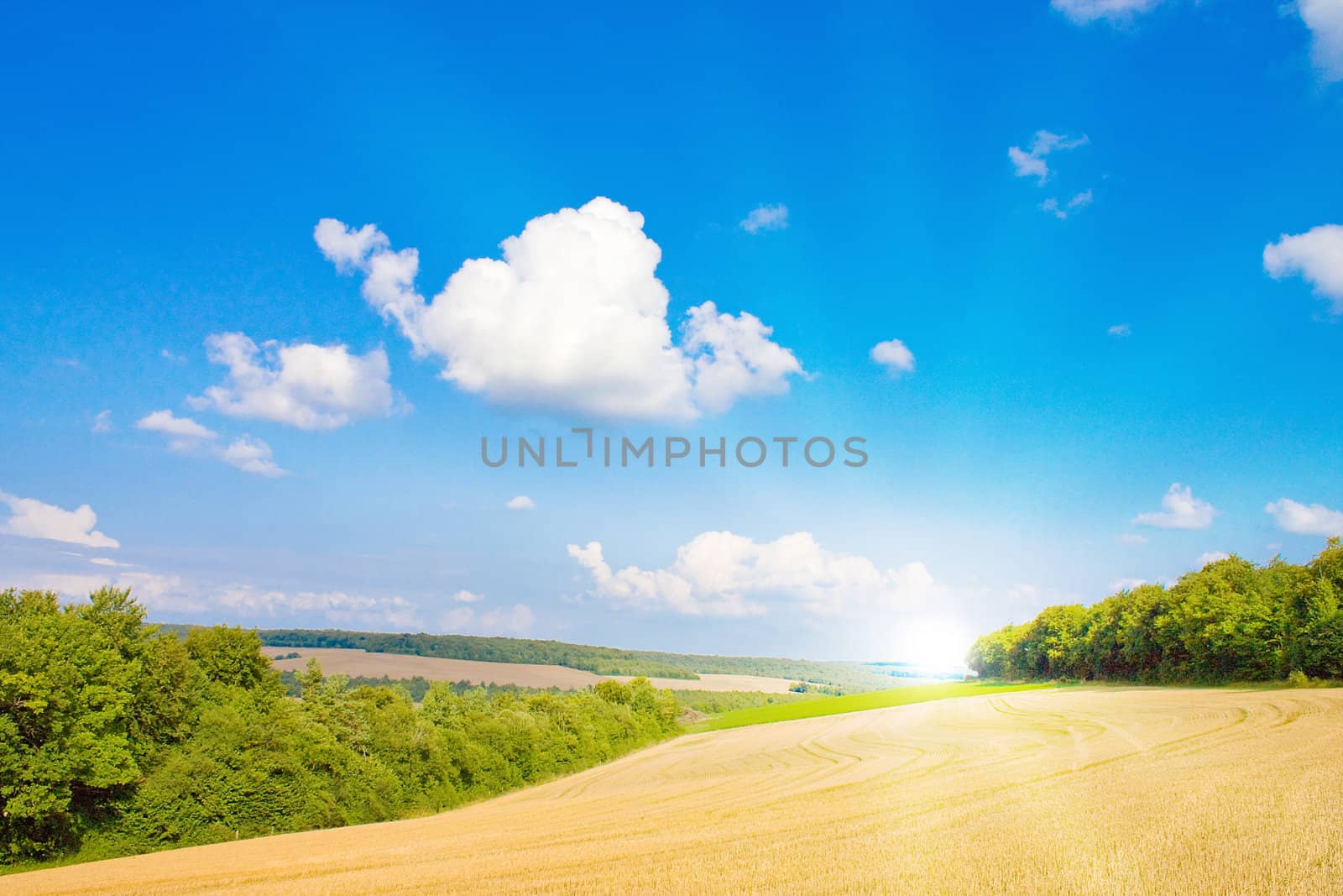 Golden field with sunlight by juweber