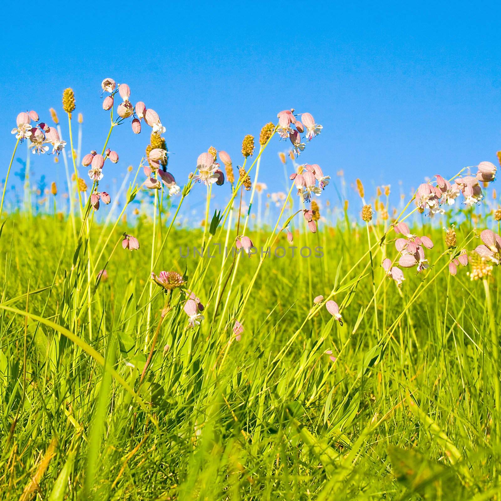 Lawn by juweber