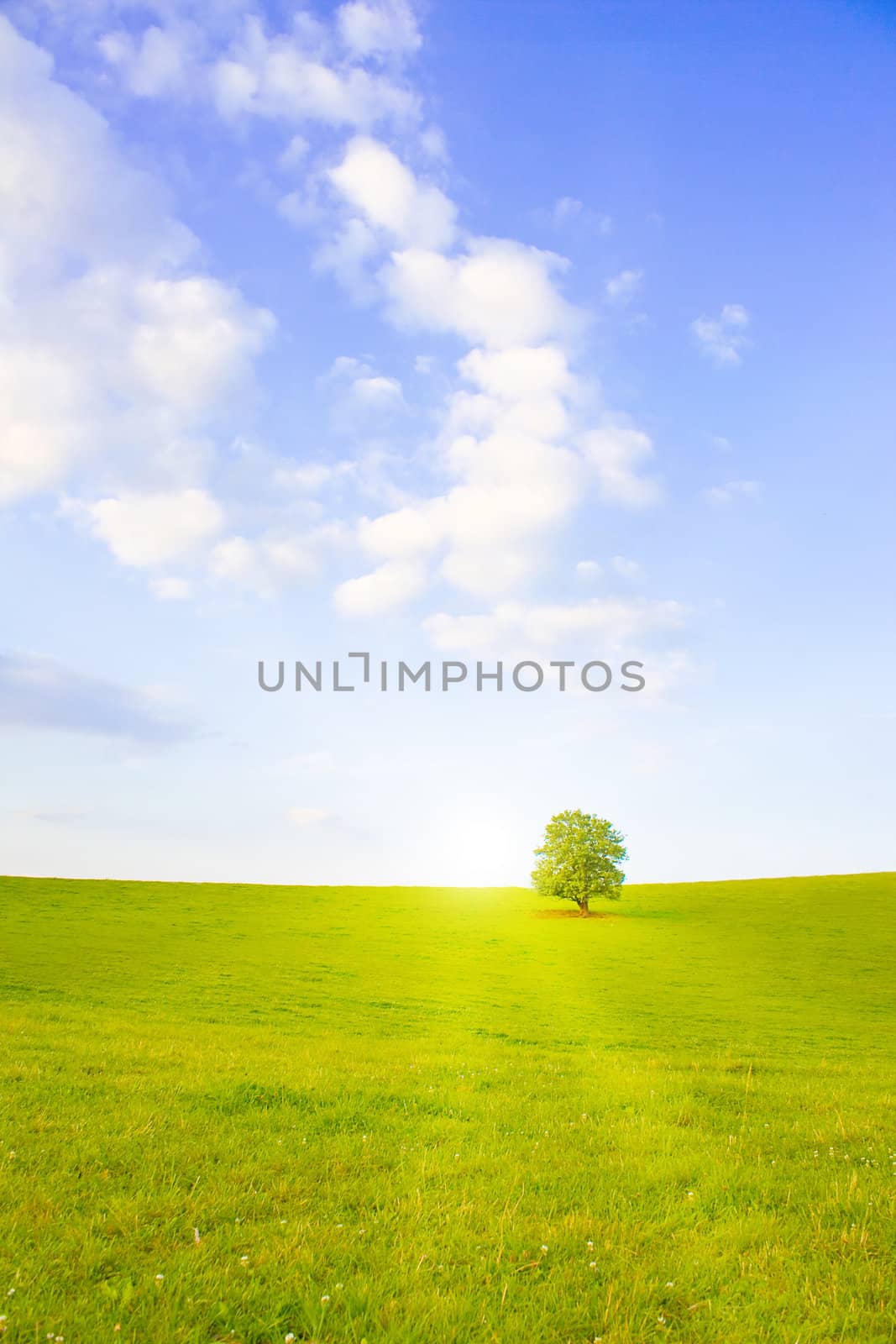 Idyllic meadow with tree by juweber