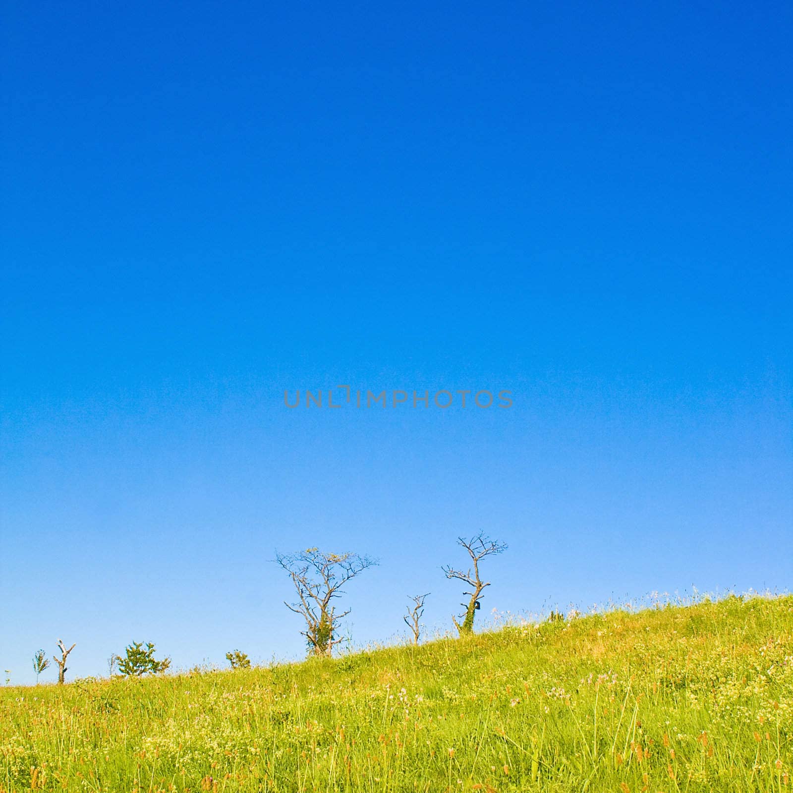 Idyllic meadow with tree