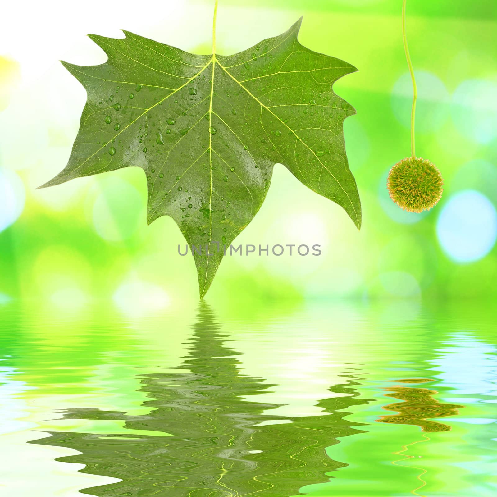 Green leaves in spring