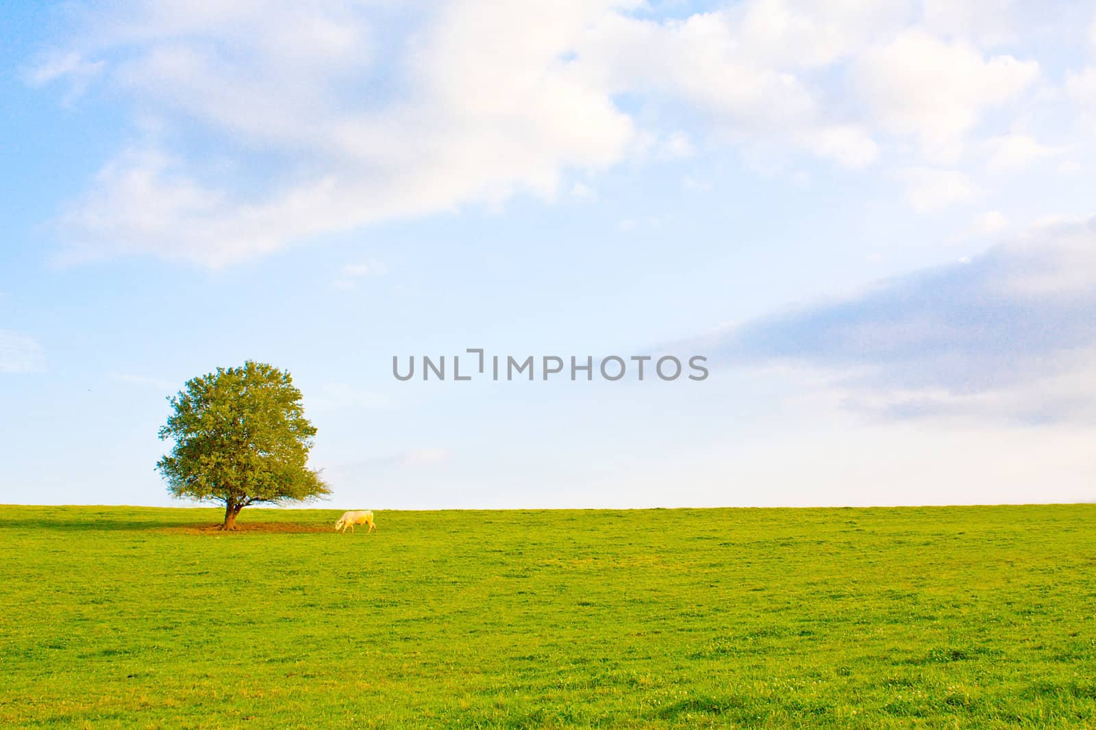 Idyllic meadow with tree