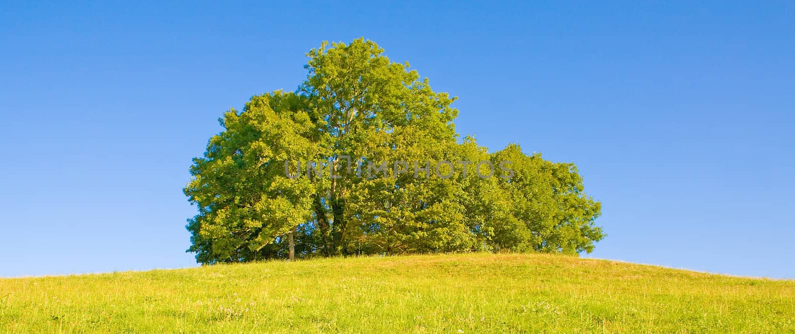 Idyllic meadow with tree